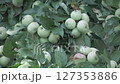 Fresh green apples on tree in fertile orchard with sunlight 127353886