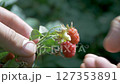 Hand plucking ripe raspberries 127353891