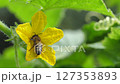 Insect gathers honey and promotes fertility of garden 127353893