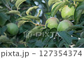 Ruddy apples hang on tree branch 127354374