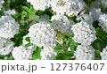 Spiraea Cantonica is a plant with white flowers. An inflorescence with white flowers on a sunny day, close-up, moves in the wind. 127376407