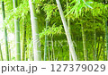 Bamboo grove shaking in the wind 127379029