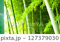 Bamboo grove shaking in the wind 127379030
