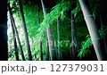 Bamboo grove shaking in the wind 127379031