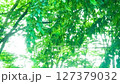 Trees in the park swaying in the wind 127379032