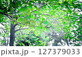 Trees in the park swaying in the wind 127379033