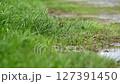 隨風搖曳的草叢和水坑 127391450
