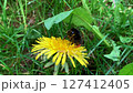 A bumblebee collects pollen from a dandelion.  127412405