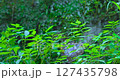 溪水從苔蘚和新鮮綠色植間流淌而過 127435798