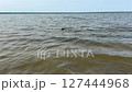 Dog swimming in the lake in summer. 127444968