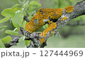 Yellow lichen on an apple tree branch, close-up. 127444969