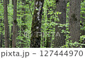 Spring shadow forest. Fresh Leaves Sways in the Wind. 127444970