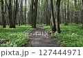 Spring shadow forest. Fresh Leaves Sways in the Wind. 127444971