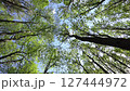 View of the trees from the bottom up. 127444972