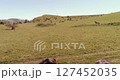 Flight over wild horses herd on mountain meadow. Summer mountains wild nature. Freedom ecology concept. 127452035