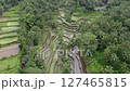 Drone shot of the rice terraces of Tegallalang, Bali 127465815