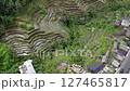 Drone shot of the rice terraces of Tegallalang, Bali 127465817