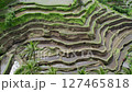Drone shot of the rice terraces of Tegallalang, Bali 127465818