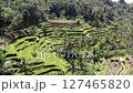 Drone shot of the rice terraces of Tegallalang, Bali 127465820