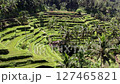 Drone shot of the rice terraces of Tegallalang, Bali 127465821