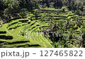 Drone shot of the rice terraces of Tegallalang, Bali 127465822