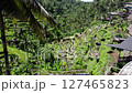 Drone shot of the rice terraces of Tegallalang, Bali 127465823