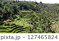Drone shot of the rice terraces of Tegallalang, Bali 127465824
