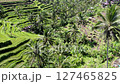 Drone shot of the rice terraces of Tegallalang, Bali 127465825