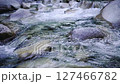 渓流の煌めき 渓流の煌めき 127466782