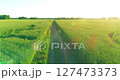 Aerial view on young boy, that rides a bicycle thru a wheat grass field on the old rural road. Sunlight and beams. 127473373