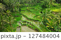 Bali rice terrace green fields aerial drone view Ubud Tegallalang morning sun 127484004