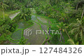 Bali rice terrace green fields aerial drone view Ubud Tegallalang morning sun 127484326