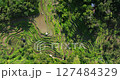 Bali rice terrace fields top view aerial drone Tegallalang Ubud 127484329