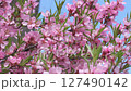 beautiful vibrant pink flowers of almond tree at sunny day. macro natural floral background 127490142