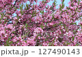 beautiful vibrant pink flowers of almond tree at sunny day. macro natural floral background 127490143