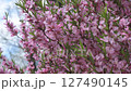 beautiful vibrant pink flowers of almond tree at sunny day. macro natural floral background 127490145
