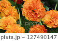 amazing vibrant colorful red-orange terry tulips at cloudy day. 127490147