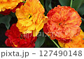 amazing vibrant colorful red-orange terry tulips at cloudy day. 127490148