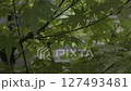 風に揺れる青々としたモミジ 127493481
