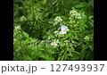 花の蜜を求めてチョウ舞う 127493937