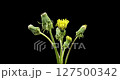 Time lapse of dandelion opening close up view. Macro shoot of flowers group blooming. Slow motion rotation. Isolated chroma key on black. 127500342