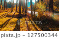 Mountain evergreen pine tree forest timelapse at the summer or autumn time. Wild nature, clear water and rural valley. Sun rays, small creek, river and yellow grass. Motorised dolly slider movement 127500344