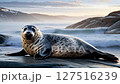 Majestic cute seal relaxing on rocky shore at sunset with ocean waves in motion 127516239