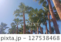 Tall palm trees against a clear blue sky. The scene captures the vibrant green fronds swaying gently in the breeze, evoking a tropical atmosphere. 127538468