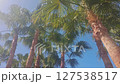 Tall palm trees against a clear blue sky. The scene captures the vibrant green fronds swaying gently in the breeze, evoking a tropical atmosphere. 127538517