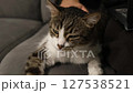 A man's hand strokes a striped gray cat. Enjoyment, relaxation, animals, kindness. High quality FullHD footage 127538521