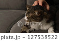 A man's hand strokes a striped gray cat. Enjoyment, relaxation, animals, kindness. High quality FullHD footage 127538522