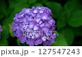 雨に濡れる紫陽花02 127547243