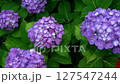雨に濡れる紫陽花03 127547244