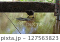 A sparrow pecks rice grains on a wooden table. 127563823